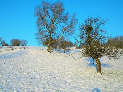 La neige des Vosges